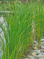 Mobile Preview: XXL Filter-Segge - Carex gracillis / acuta im zwei Liter Topf